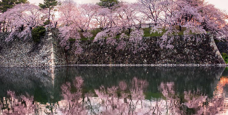 Japonya'da Bahar Müjdecisi Kutsal Ağaç: Sakura - 2