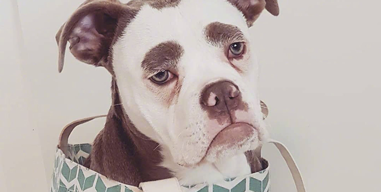 Sosyal Medyanın Üzgün Suratlı Köpeği: Madame Eyebrows - 2
