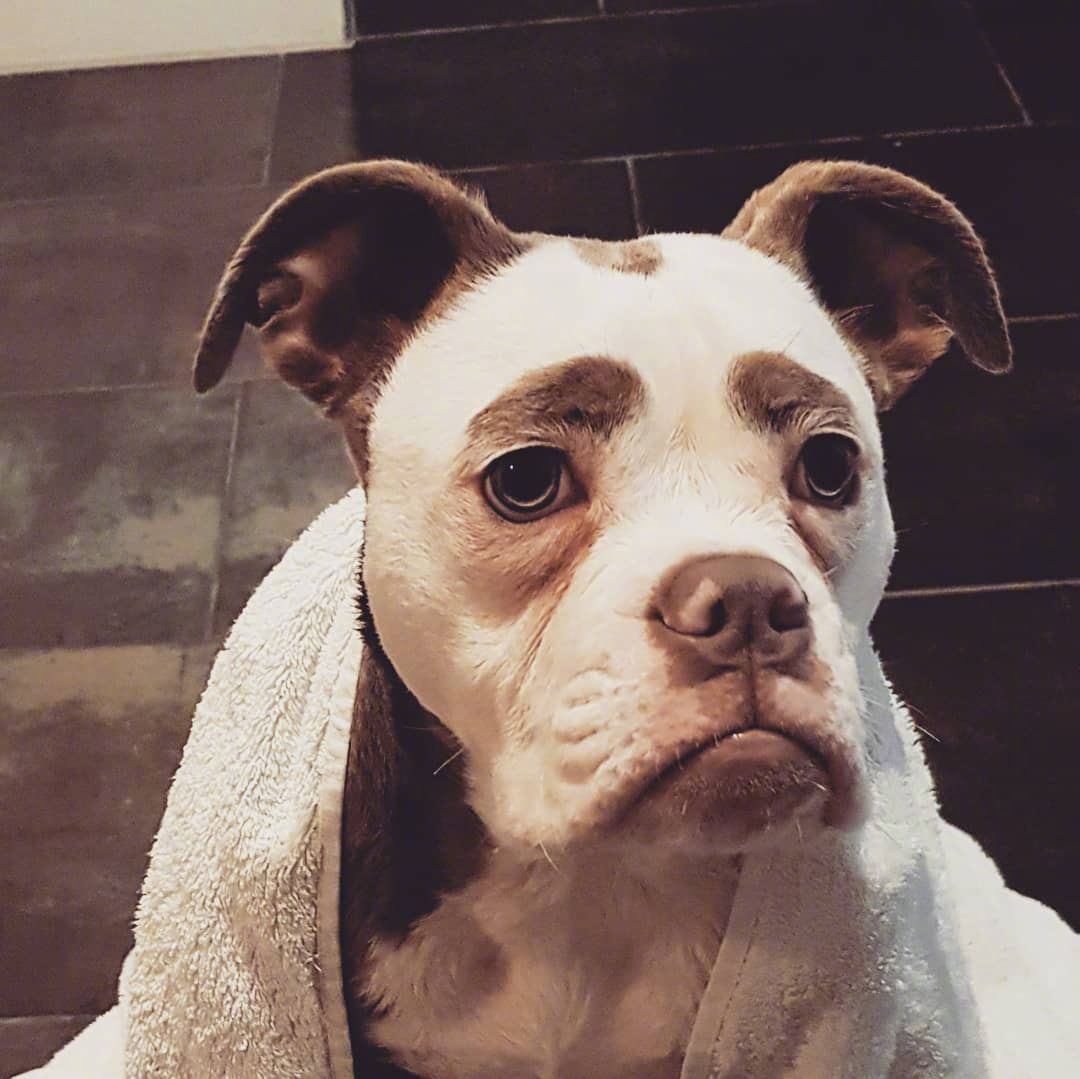 Sosyal Medyanın Üzgün Suratlı Köpeği: Madame Eyebrows - 3