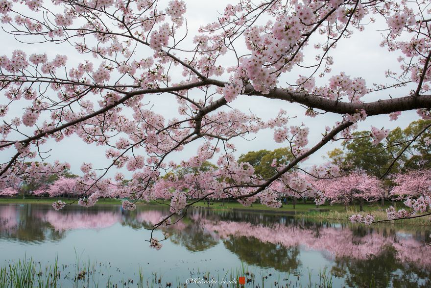 Japonya'da Bahar Müjdecisi Kutsal Ağaç: Sakura - 3