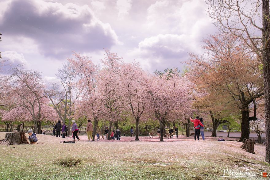 Japonya'da Bahar Müjdecisi Kutsal Ağaç: Sakura - 4