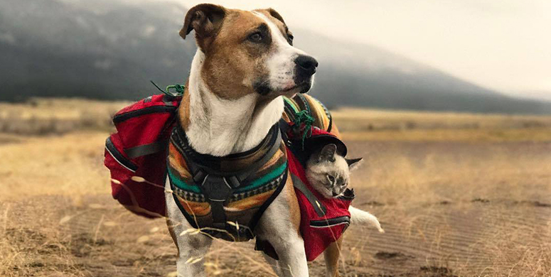 Birlikte Seyahat Etmekten Hoşlanan Köpek Ve Kedinin Dostluğundan Gününüze Neşe Katacak Görseller - 3