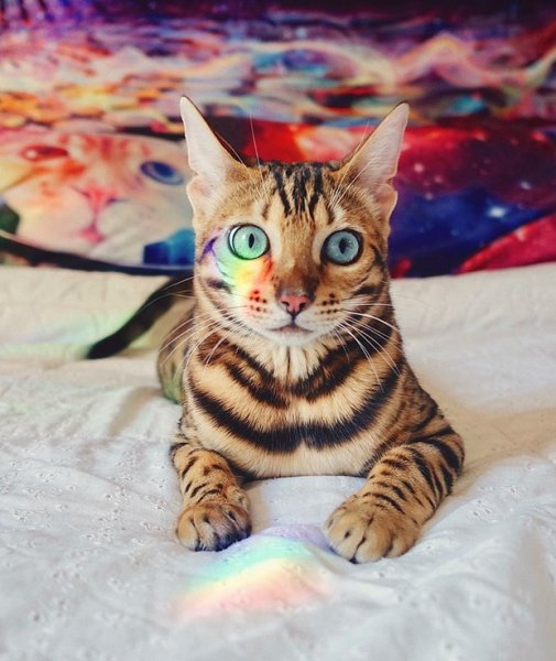 Yerinde Olup Dünyayı Gezmek İsteyeceğiniz Kedi Suki'nin Kıskandıran Fotoğrafları - 4