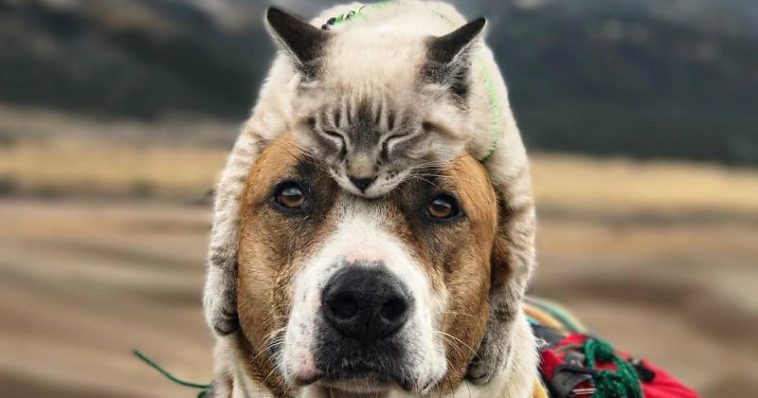 Birlikte Seyahat Etmekten Hoşlanan Köpek Ve Kedinin Dostluğundan Gününüze Neşe Katacak Görseller - 4