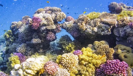 Pasifik'in Güneyinde Mercan Kaybında Rekor