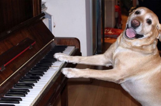 Piyano Başında Hünerlerini Sergileyen Köpek