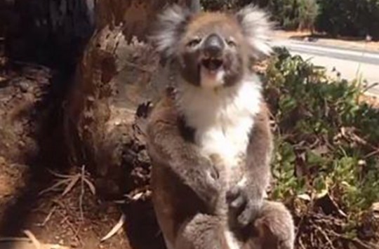 Arkadaşı Tarafından Ağaçtan Kovulduktan Sonra Ağlayan Sevimli Koala