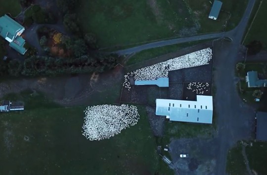 Koyun Sürüsünün Drone İle Çekilen Muazzam Görüntüsü Hayran Bırakacak