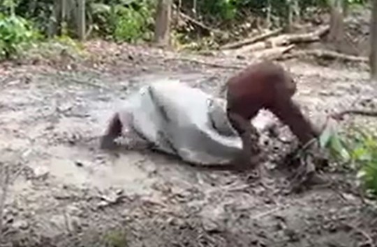 Arkadaşına Şaka Yapan Orangutan Kahkahalara Boğacak