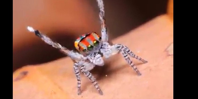 Dans Eden Örümceğin Hayran Bırakan Videosu
